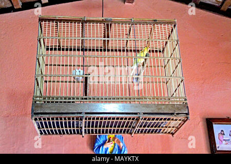 Kanarischen, birdcage Home Interior, Paraiba, Brasilien Stockfoto