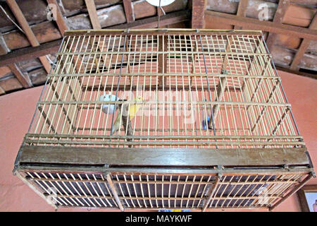 Kanarischen, birdcage Home Interior, Paraiba, Brasilien Stockfoto