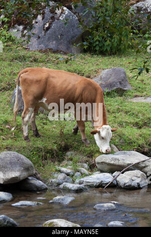 Heimische Kuh weidet am Rande des Waldstroms Stockfoto