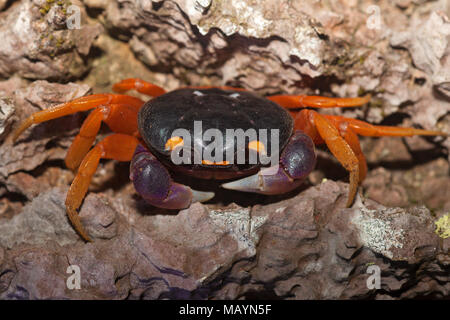 Halloween Crab (Gecarcinus quadratus), auch Harlequin Land Crab genannt, auf tropischer Baumrinde im Regenwald in Costa Rica Stockfoto