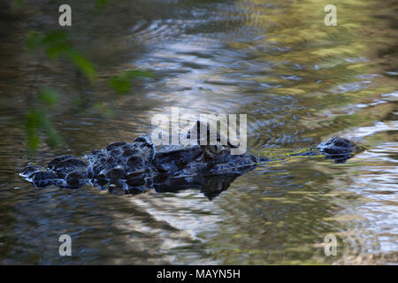 Amerikanisches Krokodil (Crocodylus Acutus) Stockfoto