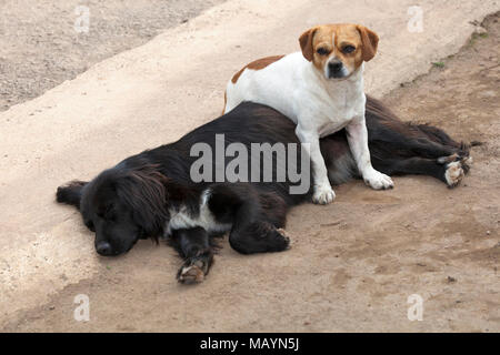 Kleiner Hund sitzt auf größeren Hund schlafen in der Straße Stockfoto