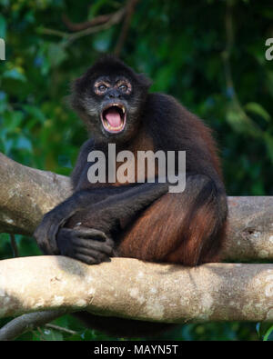 Schwarzhändiger Spinnenaffe (Ateles geoffroyi) ruft andere Affen an, während er auf einem Baumzweig im Regenwald Costa Ricas sitzt Stockfoto