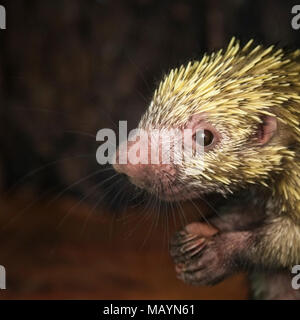 Mexikanisches haariges Zwergschwein (Coendou mexicanus) im Heiligtum, aus nächster Nähe Stockfoto