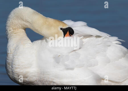 Nach Höckerschwan (Cygnus olor) putzen sein zurück federn Stockfoto