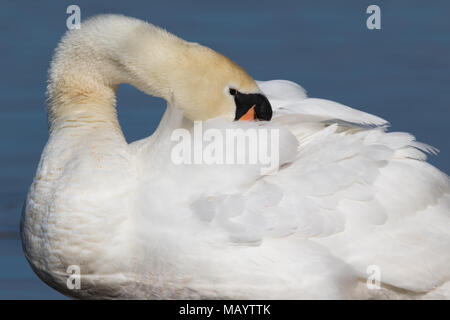 Nach Höckerschwan (Cygnus olor) putzen sein zurück federn Stockfoto