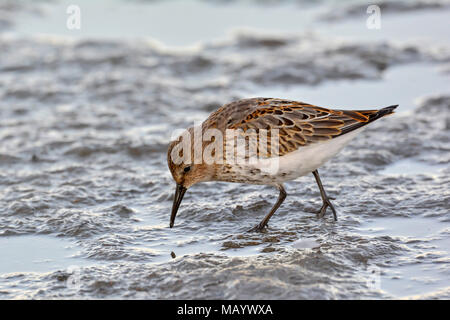 Strandläufer (Calidris alpina), auf der Suche nach Nahrung in den Schlamm, Bodensee, Vorarlberg, Österreich Stockfoto