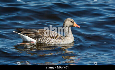 Graugans (Anser anser) schwimmt im Wasser, Chiemsee, Oberbayern, Bayern, Deutschland Stockfoto