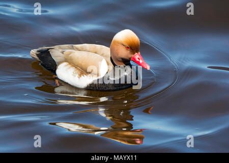 Kolbenente (Netta rufina) Zucht im Gefieder, schwimmt im Wasser, Chiemsee, Oberbayern, Bayern, Deutschland Stockfoto