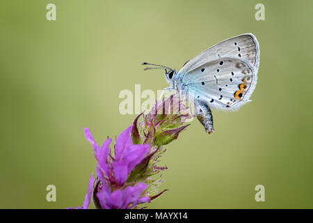 Short-tailed blue Cupid (Cupido argiades), Blutweiderich (Lythrum salicaria), Burgenland, Österreich Stockfoto