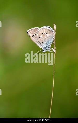 Mazarine Blau (Polyommatus Semiargus) auf Blade, Burgenland, Österreich Stockfoto