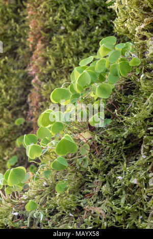 Gemeinsame Sauerklee (Oxalis Naiandinus), wächst auf Moss, Tirol, Österreich Stockfoto