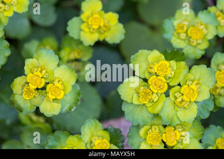 Alternative-leaved golden Steinbrech (Chrysosplenium alternifolium), Blüten, Nahaufnahme, Kärnten, Österreich Stockfoto