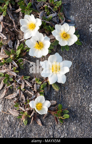 Weiß Dryaden (Dryas octopetala), Blüten, Nationalpark Hohe Tauern, Kärnten, Österreich Stockfoto