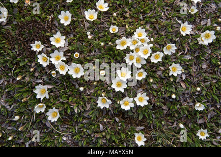 Weiß Dryaden (Dryas octopetala), Blüten, Nationalpark Hohe Tauern, Kärnten, Österreich Stockfoto