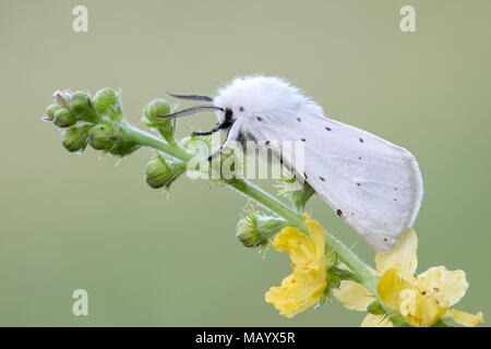 Weißes Hermelin (Spilosoma lubricipeda), die sich auf gemeinsame agrimony (Agrimonia eupatoria), Burgenland, Österreich Stockfoto
