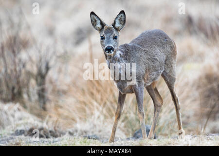 Europäische Reh (Capreolus capreolus), weiblich, Emsland, Niedersachsen, Deutschland Stockfoto