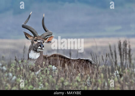 Männliche Mountain Nyala (Tragelaphus buxtoni), Bale Berge, Äthiopien Stockfoto