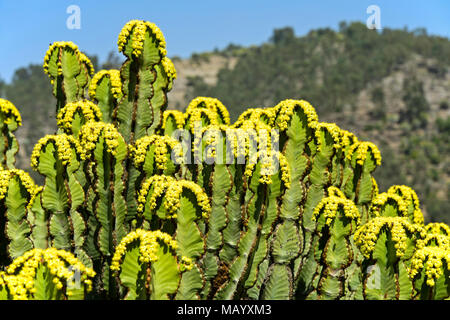 Blühende Kandelaber Baum (Euphorbia candelabrum), gelbe Blumen, Provinz Tigray, Äthiopien Stockfoto