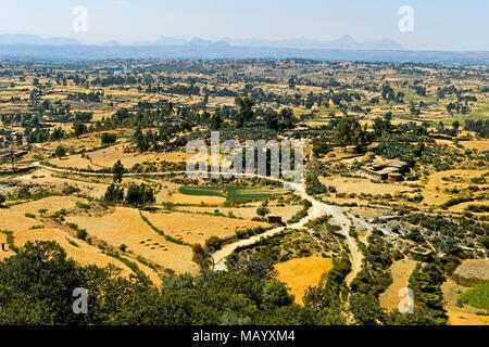 Blick auf die Felder, die landwirtschaftlichen Flächen für Teff (Eragrostis tef), Plateau in der Nähe Hawzien, Provinz Tigray, Äthiopien Stockfoto