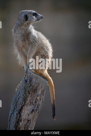 Erdmännchen (Suricata Suricatta) auf der Suche, gefangen Stockfoto