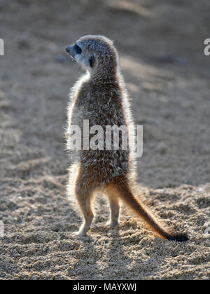 Erdmännchen (Suricata suricatta), heraus suchen, Kätzchen 9 Wochen, Captive Stockfoto