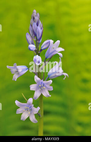 Spanisch Bluebell (Hyacinthoides hispanica), Blütenstand, Nordrhein-Westfalen, Deutschland Stockfoto