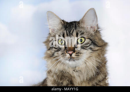 Hauskatze, junge männliche, Makrele, Tier Portrait, Ausschnitt, Studio shot Stockfoto