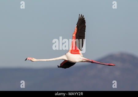 Mehr Flamingo (Phoenicopterus Roseus), an der Laguna de Fuente de Piedra, Provinz Malaga, Andalusien, Spanien fliegen Stockfoto