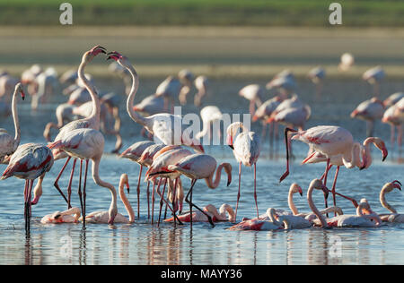 Flamingos (Phoenicopterus Roseus), zwischen zwei Vögel beim Baden, Laguna de Fuente de Piedra, Provinz Malaga Streit Stockfoto