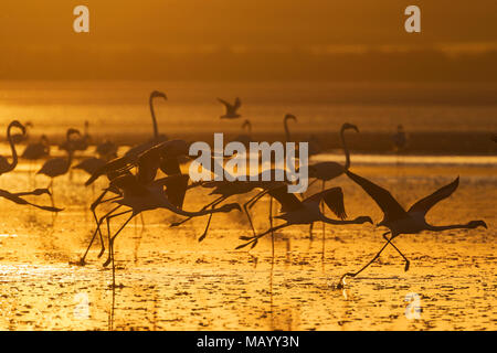 Flamingos (Phoenicopterus Roseus), im Flug, bei Sonnenuntergang, Silhouette, Laguna de Fuente de Piedra, Provinz Malaga Stockfoto