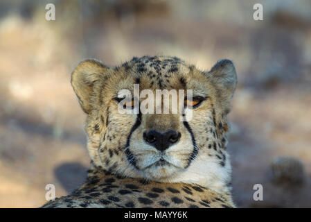 Gepard (Acinonyx jubatus), ruhen Männlich, Tier Portrait, Captive, Namibia Stockfoto