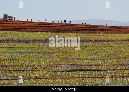 Kultivierungen im Cortijo Del Fraile im Naturpark Cabo de Gata-Nijar, Provinz Almeria, Andalusien, Spanien Stockfoto