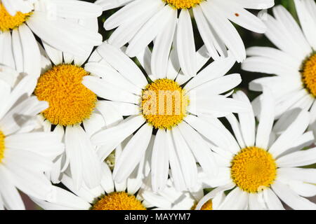 Gemeinsame Gänseblümchen (Bellis perennis), Ansicht von oben, Deutschland Stockfoto