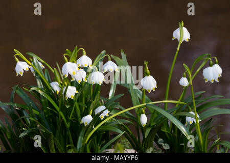 Feder Schneeflocken (Leucojum vernum), Nordrhein-Westfalen (NRW), Deutschland Stockfoto