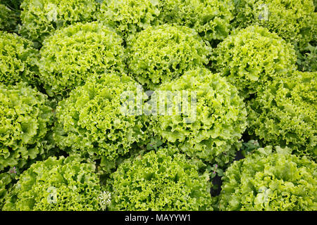 Bild perfekt Feld mit salatköpfe gefüllt. Landwirtschaft, frische Produkte, Massenproduktion und Handel Konzept und texturierte backgr Stockfoto