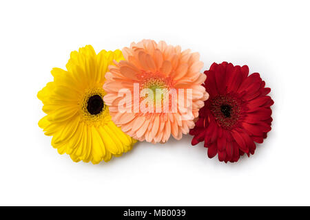 Die gerbera Blüten auf weißem Hintergrund Stockfoto