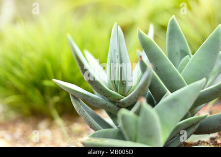 Sukkulente Pflanze oder Aloe vera, closeup Shot mit kopieren. Stockfoto