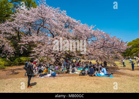 Tokio, Japan - Menschen ruhen unter dem blühenden Kirschbaum in Shinjuku Gyoen National Garten, Tokio, Japan Stockfoto