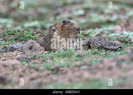 Big-vorangegangen Mole-Ratte (Tachyoryctes Sanetti macrocephalous), Plateau, Äthiopien Stockfoto