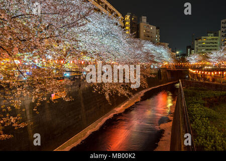 Cherry Blossom Jahreszeit, Meguro Fluss, Tokio, Japan Stockfoto