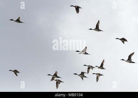 Northern Pintails im Flug (Anas acuta), Äthiopien Stockfoto