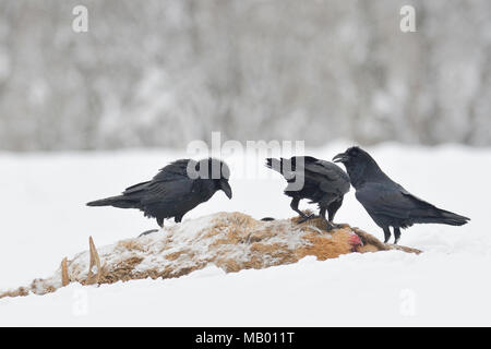 Gemeinsame Raben (Corvus Corax) am Kadaver eines jungen Hirsche im Winter, Tirol, Österreich Stockfoto