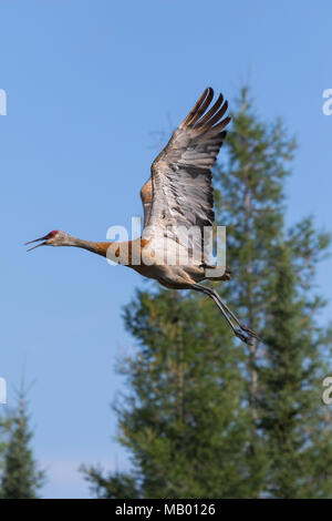 Sandhill Crane fliegen. Mackenzie River, Northwest Territories (NWT) Kanada Stockfoto