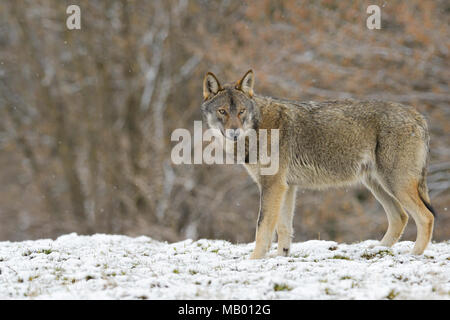 Eurasischen Wolf (Canis lupus Lupus) auf einer Lichtung im winter, wald Karpaten, Wald Karpaten, Polen Stockfoto