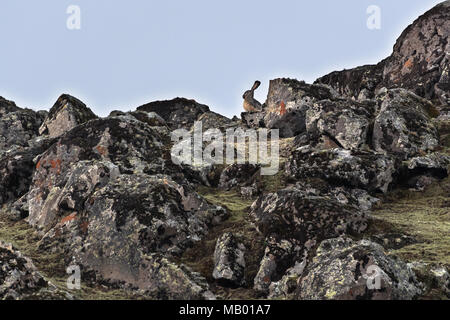 Äthiopischen Hochland Hase (Lepus), starki Sanetti Plateau, Äthiopien Stockfoto