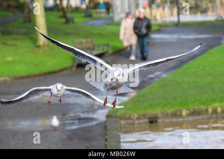 Möwen in einem Park fliegen. Stockfoto