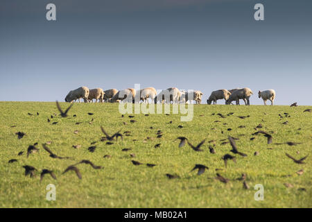 Ein Schwarm Stare fliegen in einem Feld mit einer Herde Schafe im Hintergrund. Stockfoto