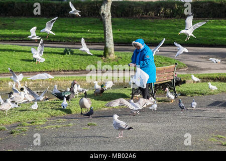 Eine Frau, die Fütterung verschiedener Arten von Möwen in Trenance Park in Newquay in Cornwall. Stockfoto