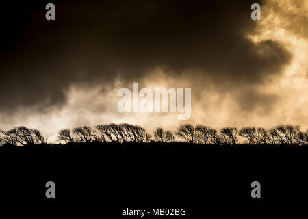 Eine Hecke Silhouette gegen einen dunklen Moody Himmel. Stockfoto